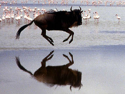 A running GNU